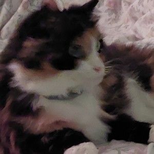 Meet your Posher, Bmmumzd